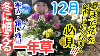 冬花 冬の花図鑑