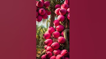 Perfect Coconut Cutting with a Sharp Knife | ASMR Mastery
