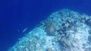 Snorkeling at the coral reefs of Pulau Menjangan (Deer Island) - 2024