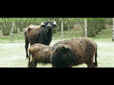 Action Against Hunger.infectious diseases in samegrelo. ცხოველთა ინფექციური დაავადებები.