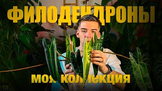 видео: ФИЛОДЕНДРОНЫ 2025: моя КОЛЛЕКЦИЯ // уход, ОШИБКИ и опоры + пересадка картинка: ФИЛОДЕНДРОНЫ 2025: моя КОЛЛЕКЦИЯ // уход, ОШИБКИ и опоры + пересадка