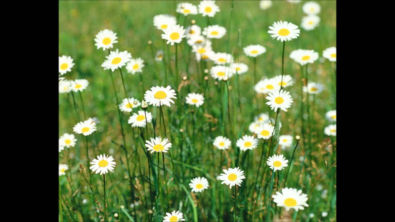 Picking Daisies YouTube