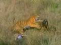 Panthera tigris leotigris elite