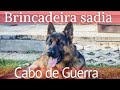 Cachorro Pastor Alemao Capa Preta - Luna se Divertindo no Cabo de Guerra