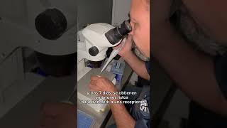 que es la fertilizacion invitro en bovinos bovinosvirtual Invitromexico