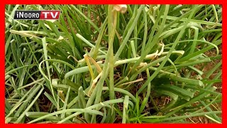 Ukuria wa gitunguru kia biacara, Endarasha-Nyeri #MugamboWaMurimi Part 2