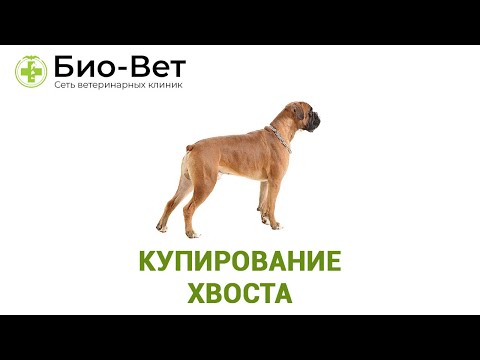 Купирование хвоста. Ветеринарная клиника Био-Вет.