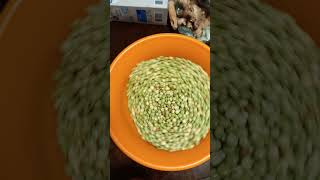 Celebrity pigeon bean=pois congo Wealth