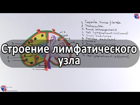 Строение лимфатического узла - meduniver.com