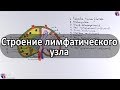 Строение лимфатического узла - meduniver.com