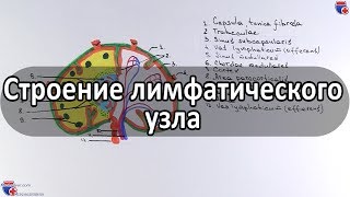 Строение лимфатического узла - meduniver.com