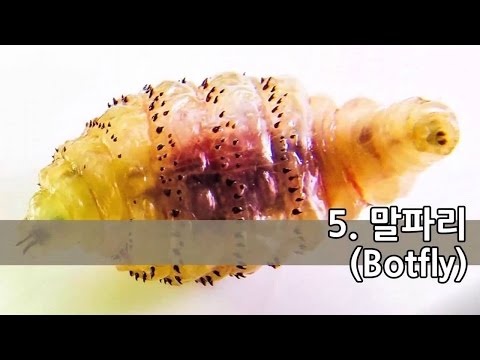 인간에게 위험한 기생충 5종류 (혐오주의)