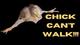 Chicken Illness: Loss of Balance and Paralysis