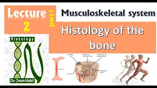 2a-Histology of Bone part1-Bone matrix and bone coverings-Musculoskeletal system