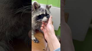 Из енота получился пекинес / Your raccoon just became a Pekingese 🦝➡️🐶