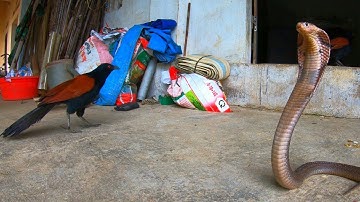 Xin Được Con Rắn Hổ Mang Siêu To Khổng Lồ Về Xem Phản Ứng Của Bìm Bịp / Quế Nghịch