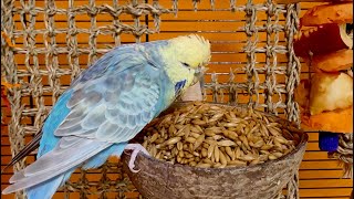 9 hours of budgie sounds to keep your pets in happy bird company