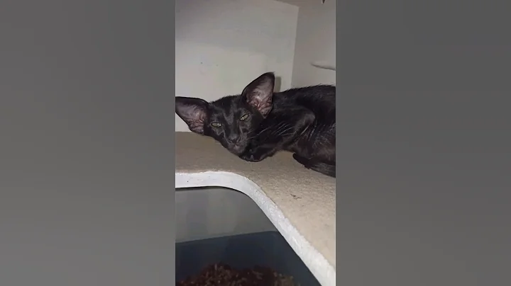 Watch the video about Oriental kitten clears his throat with a cough - OTORNASSE CATTERY