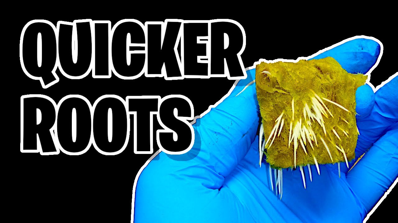 5 Tips For Quicker Rooting Clones YouTube