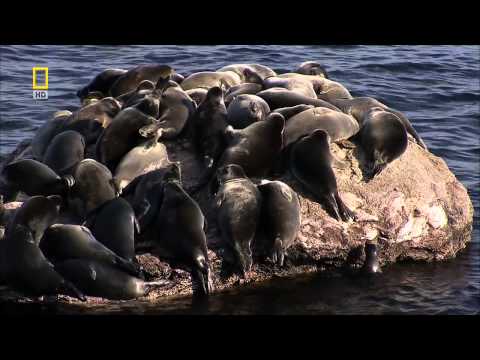 Video: Baikal Seal: What Kind Of Animal And With What It Is Eaten