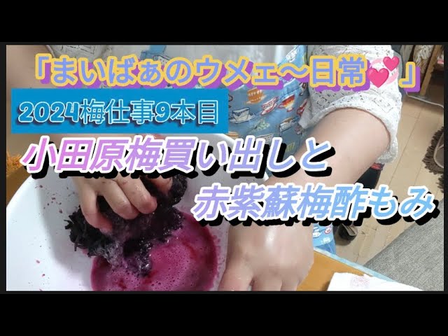 2024梅仕事9本目 小田原梅買い出しと赤紫蘇梅酢もみ - YouTube