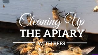 Bees & Bikinis - Cleaning up the Apiary - Mite Treatment - Beekeeping for Beginners - Bee Girl