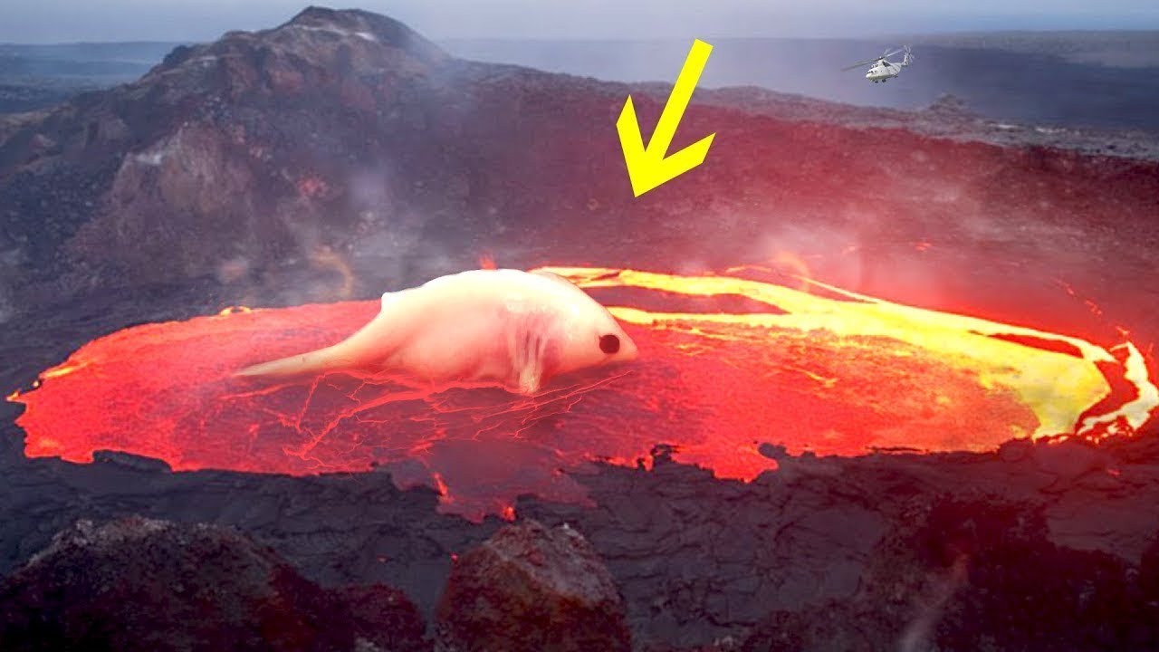 火山の中に住むものとは…？ YouTube