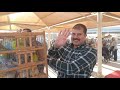 اول مفاجآت سوق الأحد غدا الشيخ ببشير هيلم عصافير ايه وبكام غدا ان شاء الله السوق غدا غير كل حد 