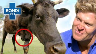 3 Legged Cow Needs Urgent Pedicure 🐮 | Bondi Vet Clips | Bondi Vet