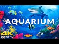 Aquarium 4K VIDEO (ULTRA HD) 🐠 Sea Animals With Relaxing Music - Rare & Colorful Sea Life Video