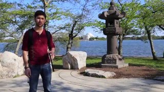 Photographing the DC Cherry Blossoms at the Tidal Basin