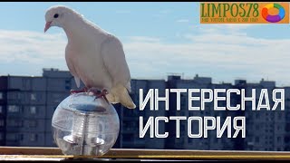 Ко мне на балкон прилетел ручной белый голубь. Что с ним стало? Ко мне на балкон прилетел ручной белый голубь. Что с ним стало?