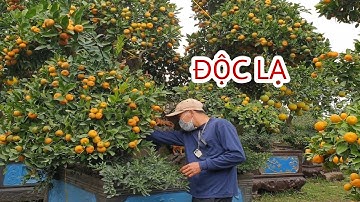 Quýt ghép bưởi siêu đẹp tết nhâm dần 2022 | độc đáo nhất việt nam