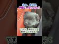 キミ、本当にワンコ…？雪原で保護した子の正体は…？？