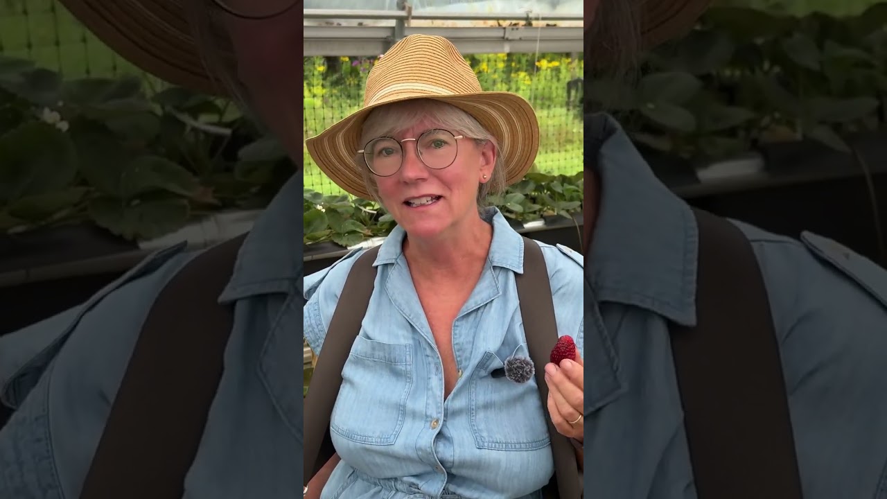 Hydroponic Videos 8 Fresh Strawberries 🍓 Harvest for Hudson Farmers Market
