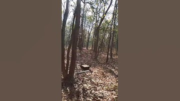 Kanha national park buffer Area Drive #kanhatigerreserve #kanhanationalpark #tiger #nature