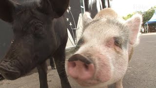 Pig Oinks At Dogs To Protect Her Boyfriend | Kritter Klub