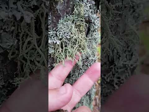 الطحاب الخضراء لسيقان الاشجار     