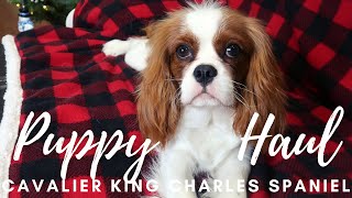 HUGE PUPPY HAUL | Cavalier King Charles Spaniel | Christmas Present Addition!