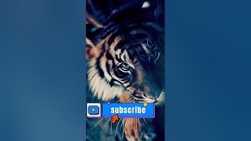 tiger image #youtubeshorts #youtube #homeappliances #short #items #tools #youtubevideo #useful