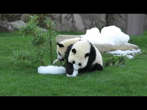 パンダにクリスマスケーキが。。