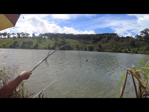 Video Cá kéo thẳng cần không thả bảo hiểm và cái kết | Câu... - youtube