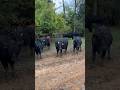 “What’s The Plan?!” #farming #cow #kentucky #cattle #angus #bull #animals #pasture #agriculture