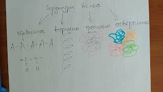 картинка: Білки, 10 клас