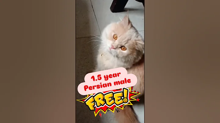 Video 11638051: persian cat pets, persian cat adoption, catlover