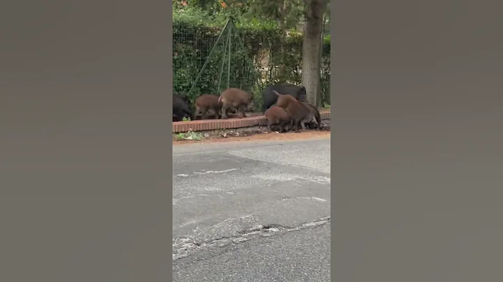 Wild boars 🐗 in the street 😱 rome italy 🇮🇹 #short