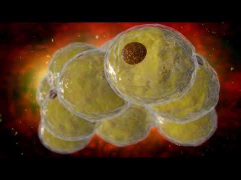 Эпигенетический контроль формирования жировых клеток, выявленный в новом исследовании