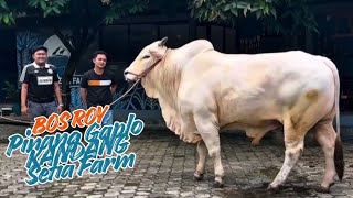 Boss Roy Pinang Gaplo Kandang Setia Farm