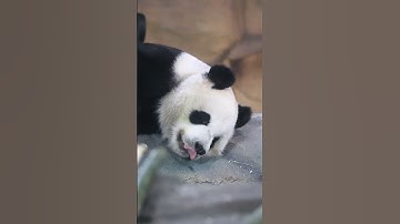 The panda flops down and falls asleep instantly—ultimate nap skills, cuteness overload! #panda