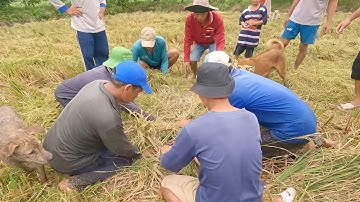 Cả xóm kéo nhau đi bắt chuột theo máy cắt lúa toàn là chuột khủng | hunting | - cdmt 888